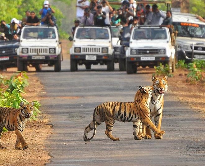 nnoida to jim corbett tempo traveller on rent