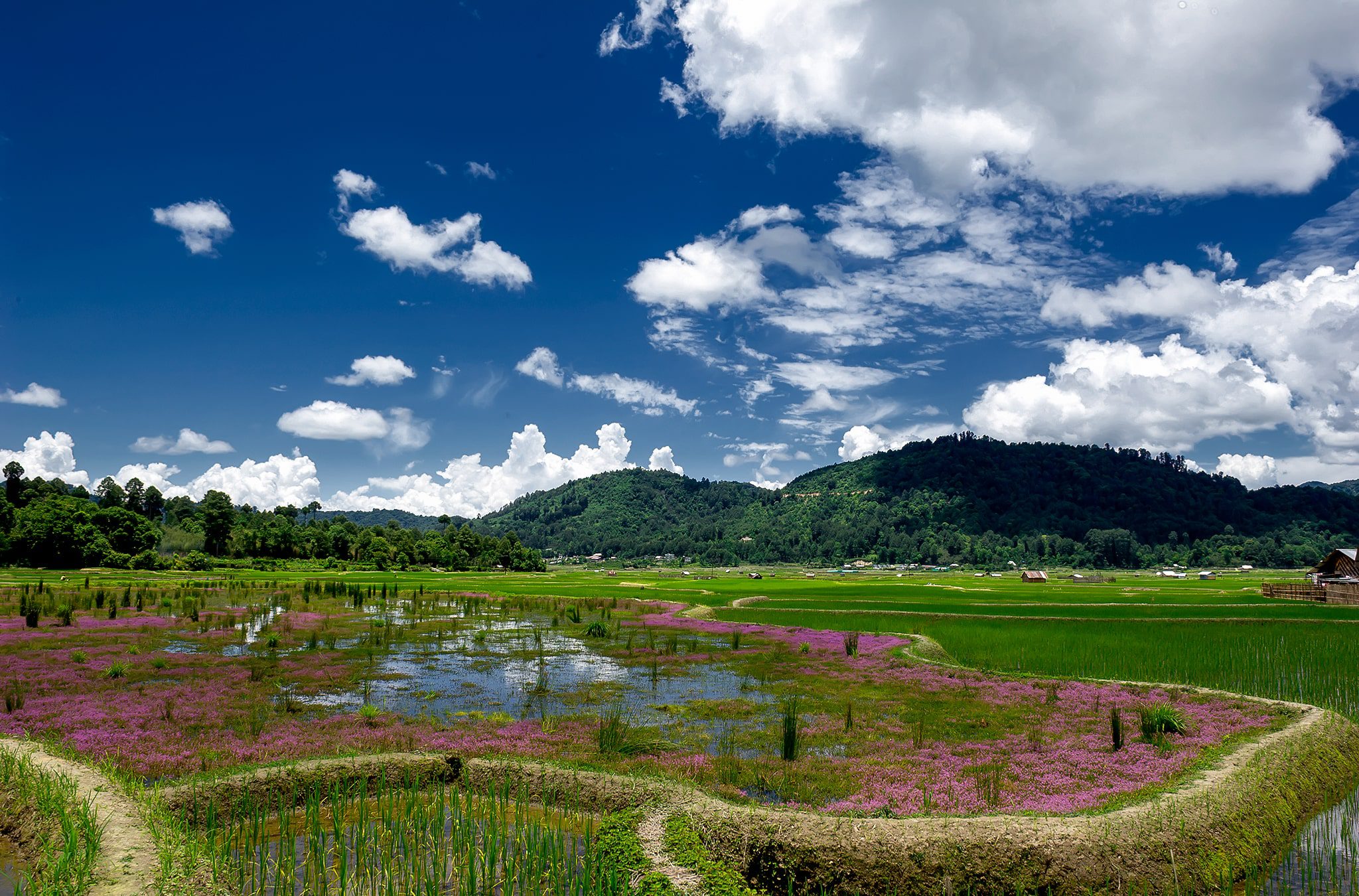 Ziro_valley_of_Aruncahl_in_summer_season by tempo traveller-min