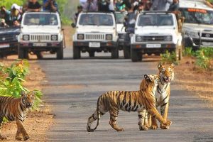 nnoida to jim corbett tempo traveller on rent